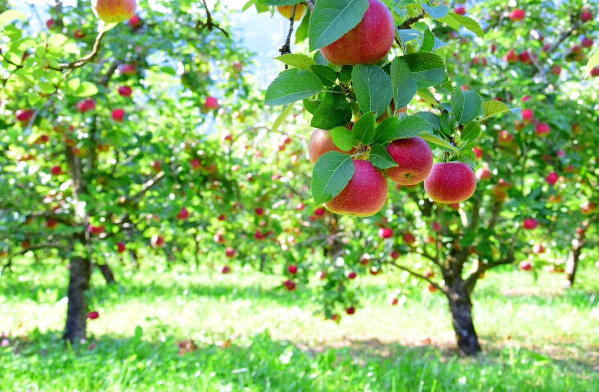 🌳 Engrais Organique Arbres Fruitiers 🍏 | Fertilisant Naturel pour Verger 🌿 | Récoltes Abondantes 🍎 | UAB – Agriculture Biologique 🌍 | Fabriqué en France 🇫🇷