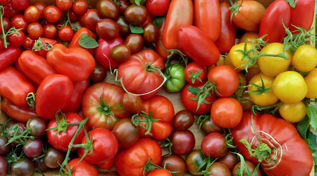 🍅 R’GARDEN – Engrais Organique Tomates & Potager 🌿 | Engrais Naturel Longue Durée ⏳ | Récoltes Abondantes 🌱 | Utilisable en Agriculture Biologique ✅ | Fabriqué en France 🇫🇷