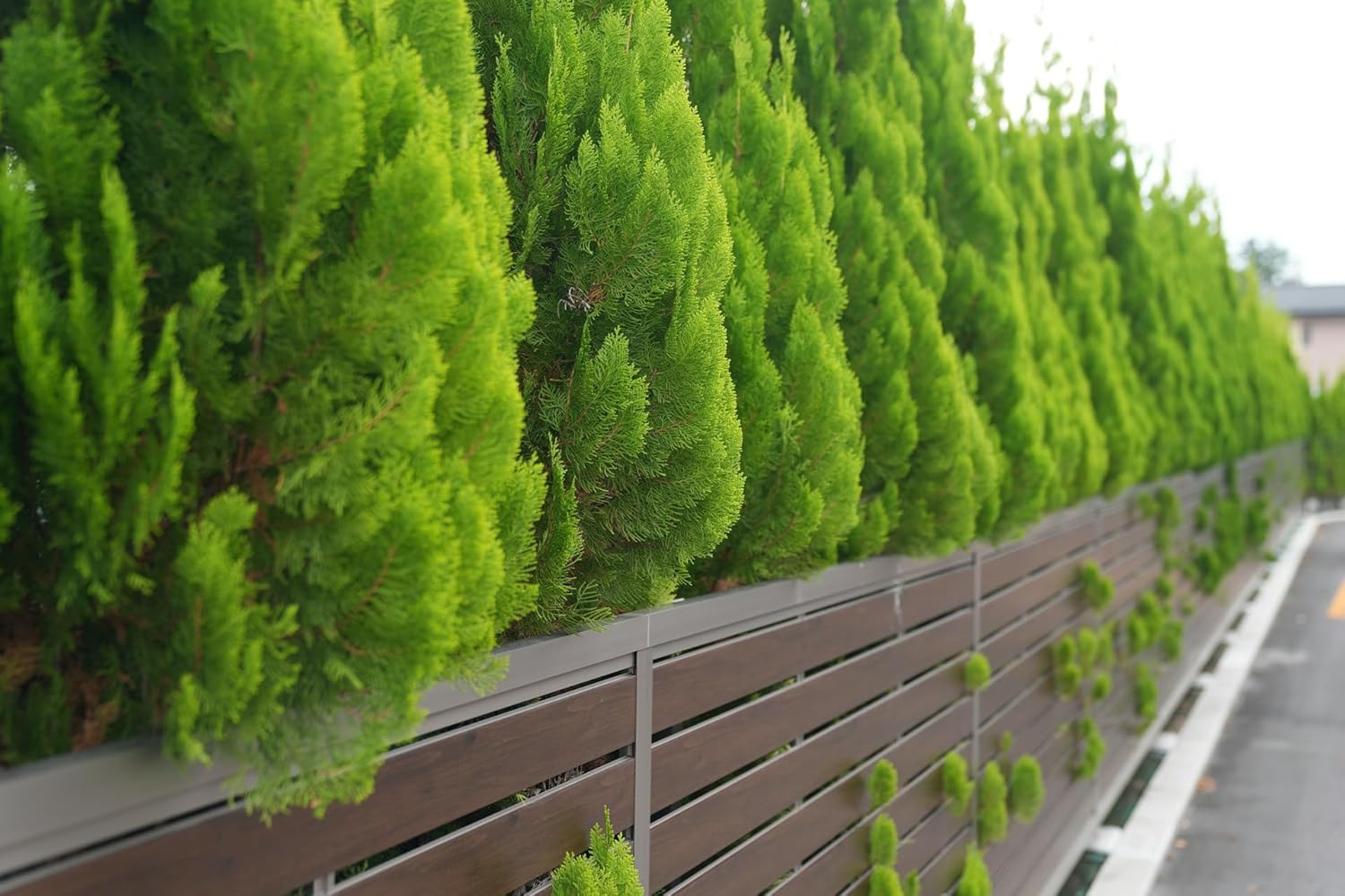 🌲 R’GARDEN – Engrais Organique Conifères, Lauriers & Plantes de Haie 🌿 | Action Longue Durée ⏳ | Reprise Vigoureuse & Feuillage Dense 💪 | UAB (Agriculture Biologique) ✅ | Conditionné en France 🇫🇷