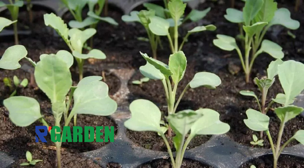 🌱 Terreau Spécial Semis R’Garden 🇫🇷 | Germination Rapide & Croissance Optimale - Fabrication Française