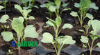 🌱 Terreau Spécial Semis